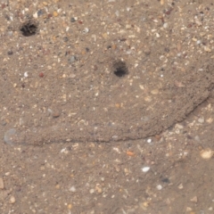 Unverified Other Marine Invertebrate at Wellington Point, QLD - 26 Apr 2023 by TimL