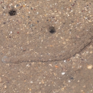 Unidentified at suppressed - 26 Apr 2023
