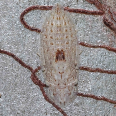 Unidentified Leafhopper or planthopper (Hemiptera, several families) at Alexandra Hills, QLD - 22 Apr 2023 by TimL