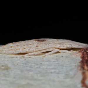 Ledromorpha planirostris at Alexandra Hills, QLD - 23 Apr 2023 09:39 AM