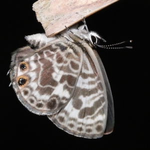 Leptotes plinius at Capalaba, QLD - 23 Apr 2023 11:52 AM