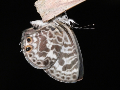 Leptotes plinius (Plumbago Blue) at Capalaba, QLD - 23 Apr 2023 by TimL