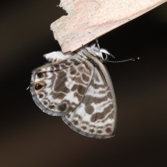 Leptotes plinius at Capalaba, QLD - 23 Apr 2023 11:52 AM