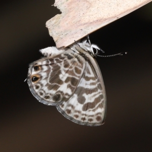 Leptotes plinius at Capalaba, QLD - 23 Apr 2023 11:52 AM