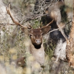 Dama dama (Fallow Deer) at Michelago, NSW - 27 Apr 2023 by Illilanga