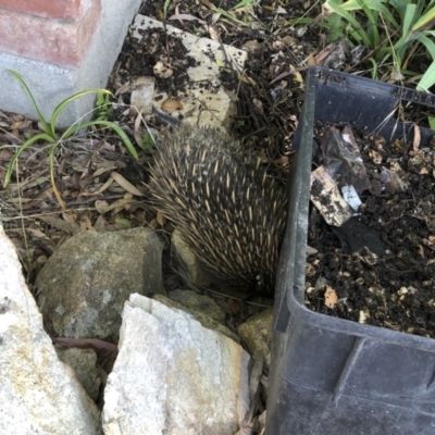 Tachyglossus aculeatus (Short-beaked Echidna) at Michelago, NSW - 23 Dec 2022 by Illilanga