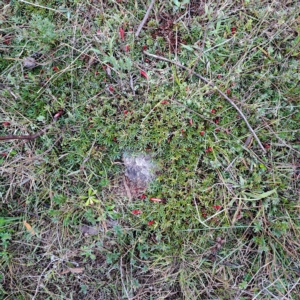 Styphelia humifusum at Kambah, ACT - 1 May 2023