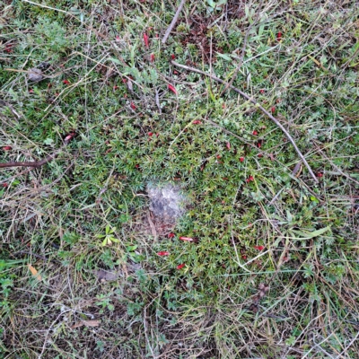 Astroloma humifusum (Cranberry Heath) at Kambah, ACT - 30 Apr 2023 by LPadg