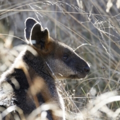 Wallabia bicolor (Swamp Wallaby) at Strike-a-Light TSR - 23 Apr 2023 by Illilanga