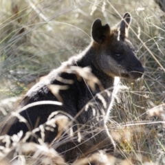 Wallabia bicolor at Bredbo, NSW - 24 Apr 2023