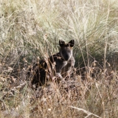 Wallabia bicolor at Bredbo, NSW - 24 Apr 2023