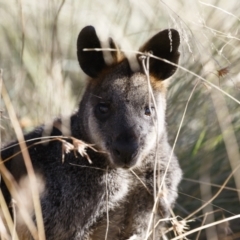 Wallabia bicolor at Bredbo, NSW - 24 Apr 2023