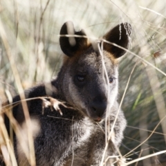 Wallabia bicolor at Bredbo, NSW - 24 Apr 2023