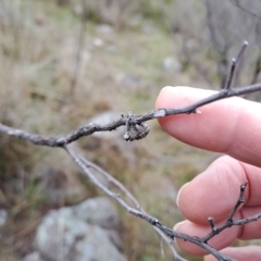 Orthorhinus cylindrirostris (Elephant Weevil) at Kambah, ACT - 30 Apr 2023 by LPadg