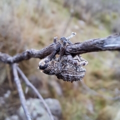 Orthorhinus cylindrirostris at Kambah, ACT - 1 May 2023