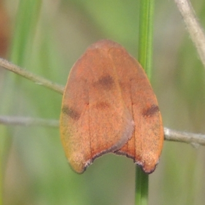 Tortricopsis uncinella (A concealer moth) at Conder, ACT - 8 Nov 2022 by MichaelBedingfield