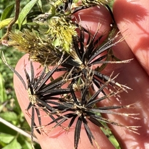 Bidens pilosa at Kangaroo Valley, NSW - 1 May 2023