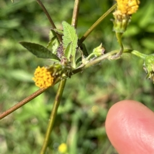 Bidens pilosa at Kangaroo Valley, NSW - 1 May 2023