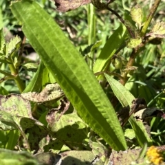 Bidens pilosa at Kangaroo Valley, NSW - 1 May 2023