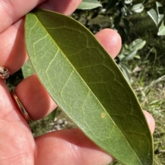 Ligustrum lucidum (Large-leaved Privet) at Kangaroo Valley, NSW - 1 May 2023 by lbradley