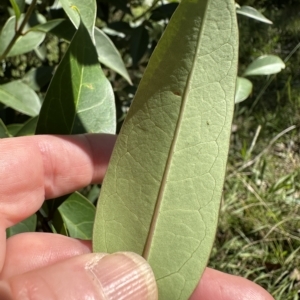 Ligustrum lucidum at Kangaroo Valley, NSW - 1 May 2023