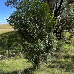 Ligustrum lucidum at Kangaroo Valley, NSW - 1 May 2023