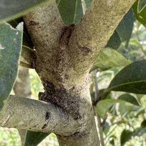 Ligustrum lucidum at Kangaroo Valley, NSW - 1 May 2023