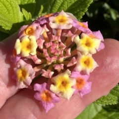 Lantana camara (Lantana) at Kangaroo Valley, NSW - 1 May 2023 by lbradley