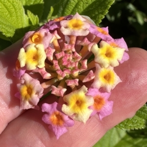 Lantana camara at Kangaroo Valley, NSW - 1 May 2023