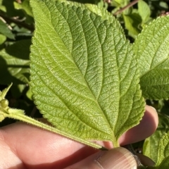 Lantana camara at Kangaroo Valley, NSW - 1 May 2023