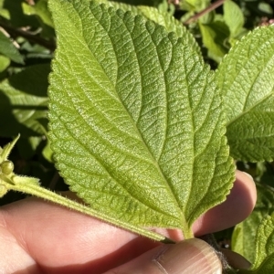 Lantana camara at Kangaroo Valley, NSW - suppressed