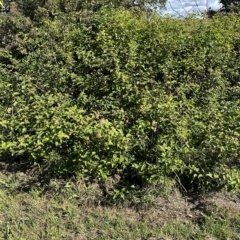 Lantana camara at Kangaroo Valley, NSW - suppressed