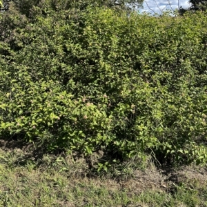 Lantana camara at Kangaroo Valley, NSW - suppressed