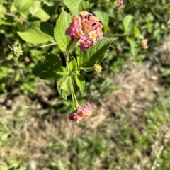 Lantana camara at Kangaroo Valley, NSW - 1 May 2023