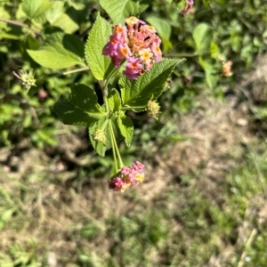 Lantana camara at Kangaroo Valley, NSW - suppressed