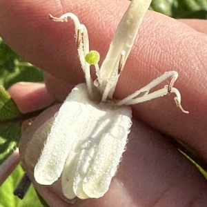 Lonicera japonica at Kangaroo Valley, NSW - 1 May 2023