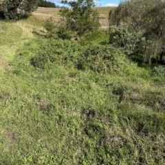 Lonicera japonica at Kangaroo Valley, NSW - suppressed