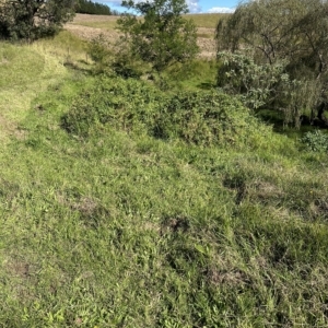 Lonicera japonica at Kangaroo Valley, NSW - 1 May 2023