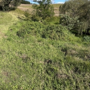 Lonicera japonica at Kangaroo Valley, NSW - suppressed