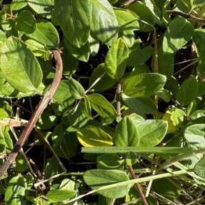 Lonicera japonica at Kangaroo Valley, NSW - 1 May 2023