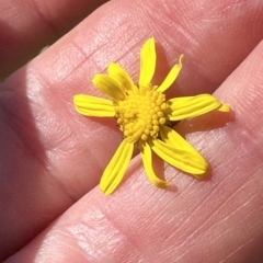 Senecio madagascariensis (Madagascan Fireweed, Fireweed) at Kangaroo Valley, NSW - 1 May 2023 by lbradley