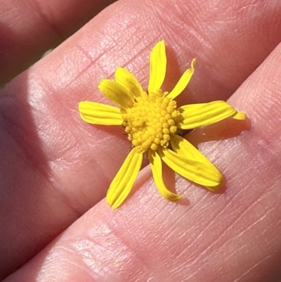 Senecio madagascariensis (Madagascan Fireweed, Fireweed) at Kangaroo Valley, NSW - 1 May 2023 by lbradley