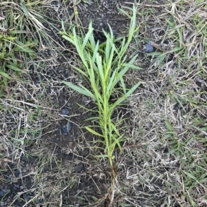 Senecio madagascariensis at Kangaroo Valley, NSW - 1 May 2023