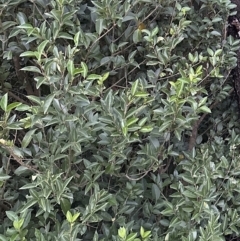 Ligustrum sinense (Narrow-leaf Privet, Chinese Privet) at Kangaroo Valley, NSW - 30 Apr 2023 by lbradley