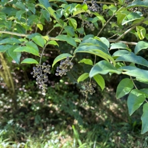 Ligustrum sinense at Kangaroo Valley, NSW - 30 Apr 2023