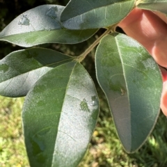 Ligustrum sinense at Kangaroo Valley, NSW - 30 Apr 2023