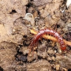 Lithobiomorpha (order) (Unidentified stone centipede) at Belconnen, ACT - 30 Apr 2023 by trevorpreston