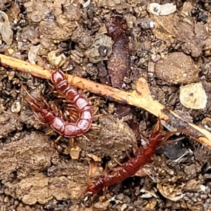 Lithobiomorpha (order) at Belconnen, ACT - 1 May 2023