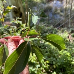 Cinnamomum camphora (Camphor Laurel) at Kangaroo Valley, NSW - 1 May 2023 by lbradley