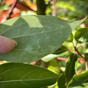 Cinnamomum camphora at Kangaroo Valley, NSW - 1 May 2023